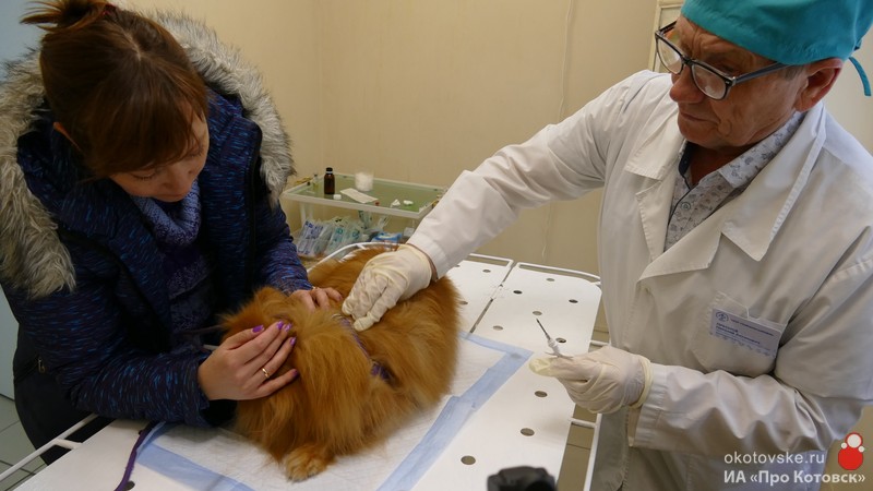 Чипирование питомцев